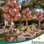 BALONY Różowe Złoto MINI MAŁE 13cm WESELE Rose Gold 50sz Zestaw do GIRLANDY